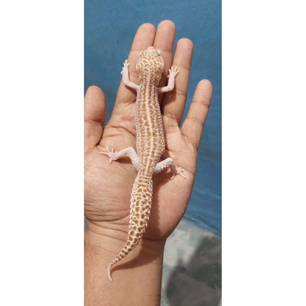 Mainan Leopard Gecko Super Snow Raptor
