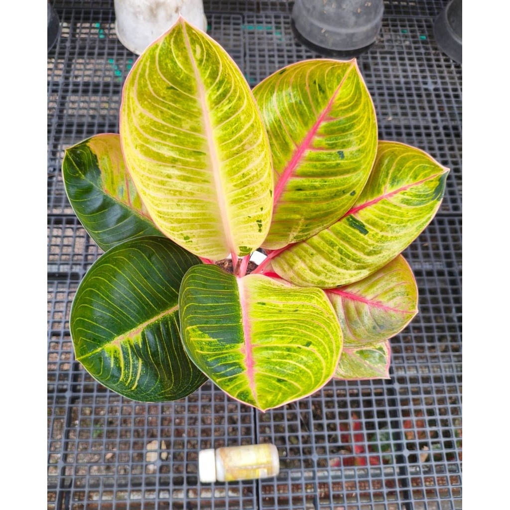 Aglonema Goliath