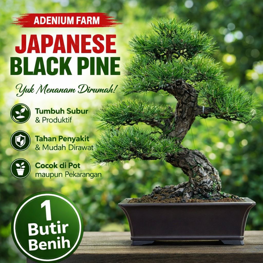 ( 1 Biji ) Benih Bibit Biji - Japanese Black Pine / Pinus Hitam Jepang (Pinus thunbergii) Exotic Tre
