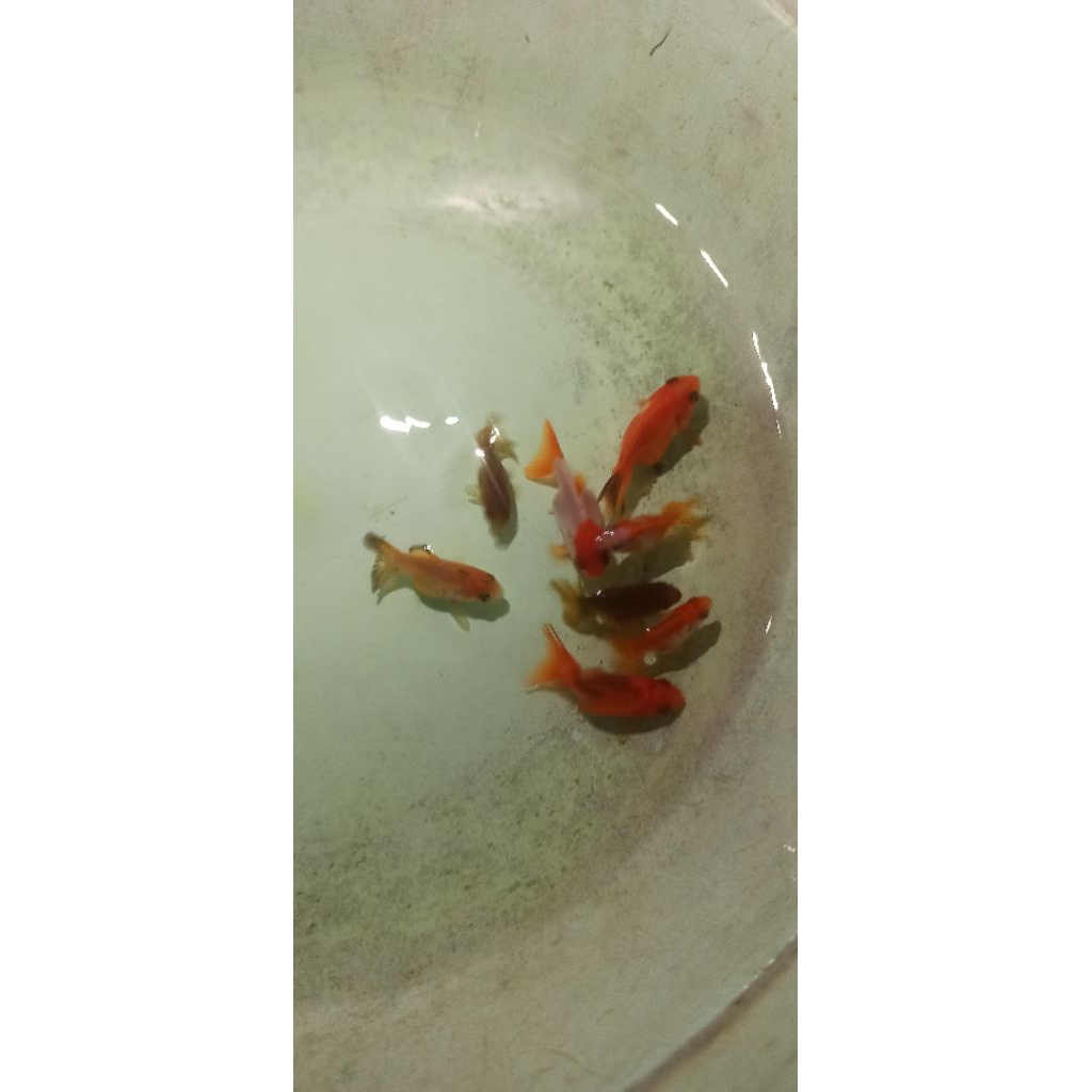 ikan mas koki oranda baby size 3-4 cm