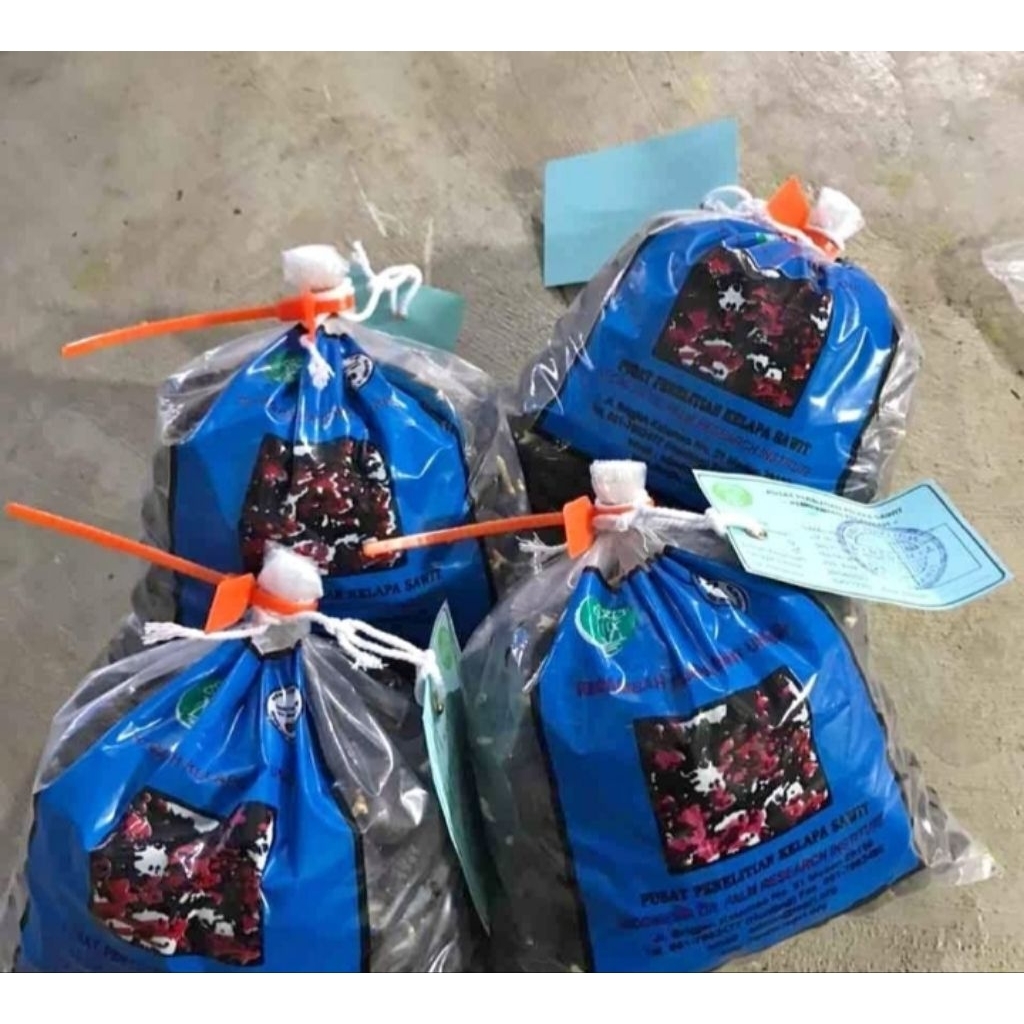 Benih polong kecambah sawit Ppks Simalungun