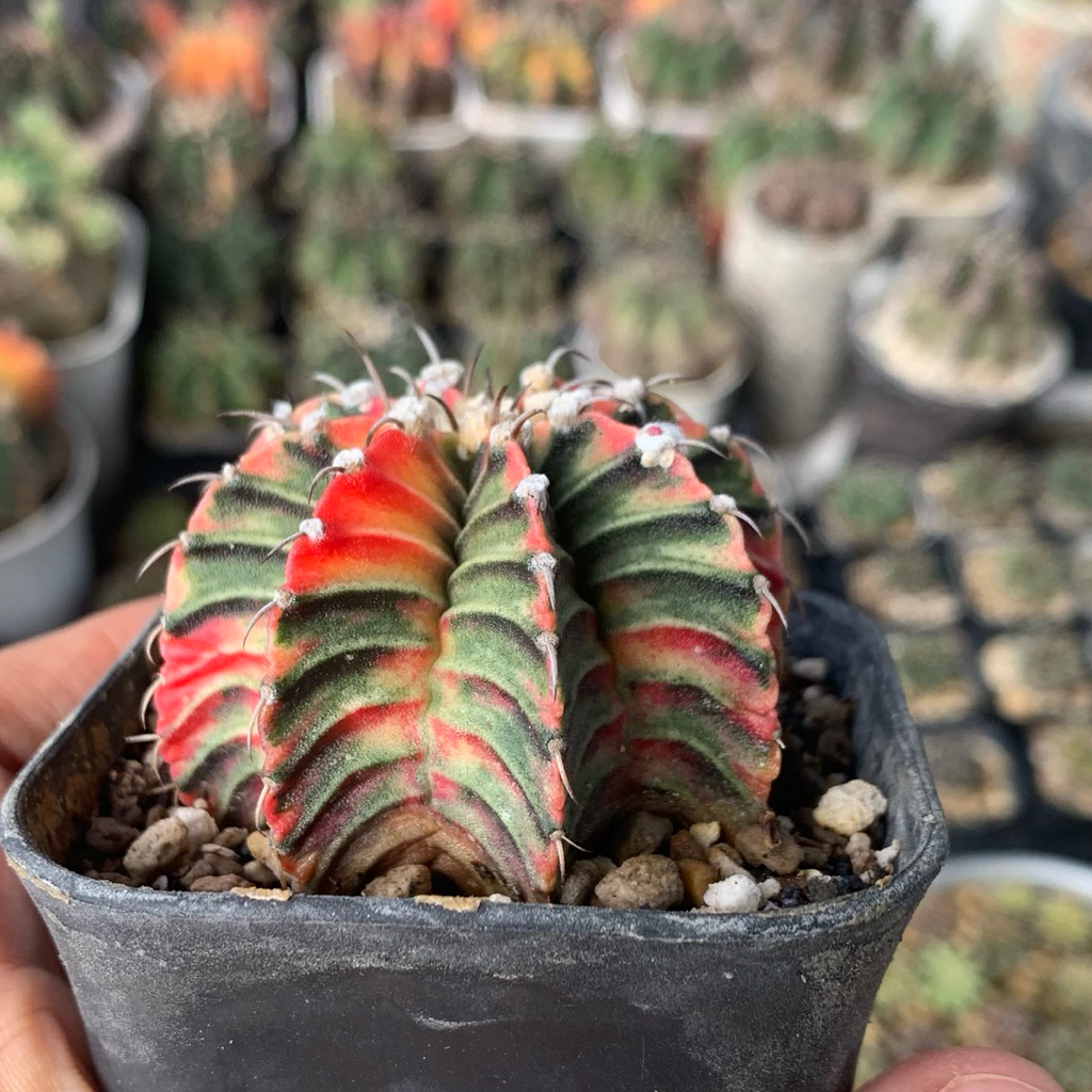 vl3 Gymnocalycium miha Hybrid Varigata kaktus gymno var pi orange miha 2178 ribs lb2178 tanaman hias