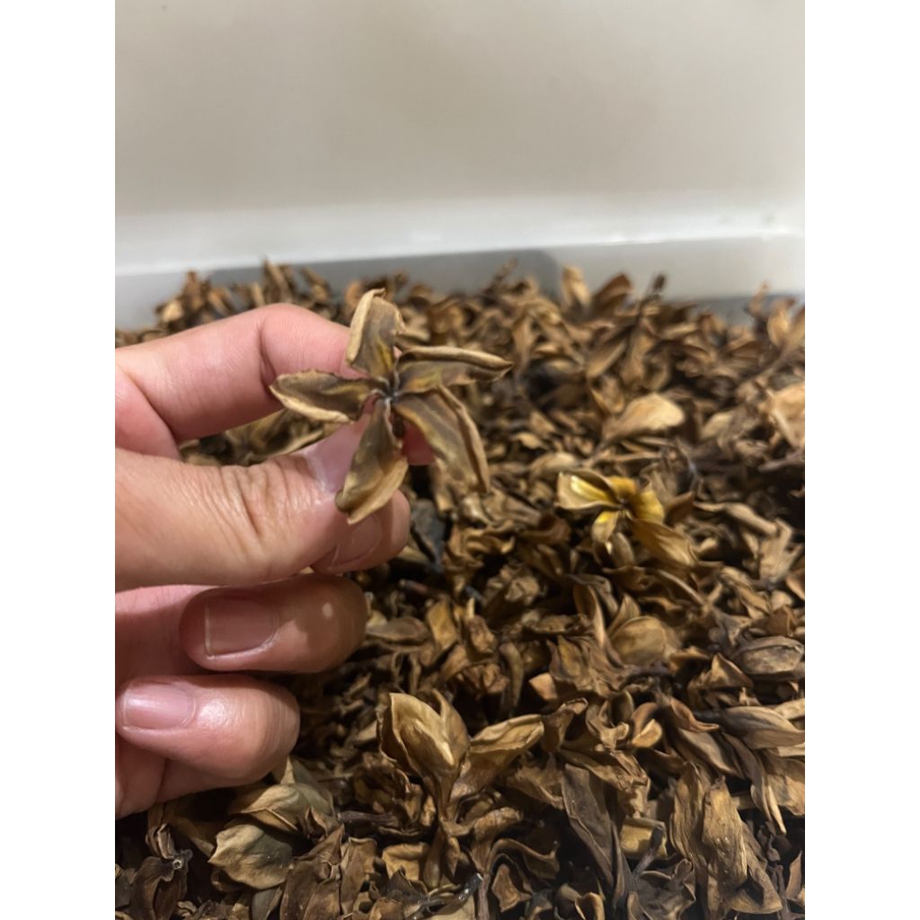 bunga kamboja kering