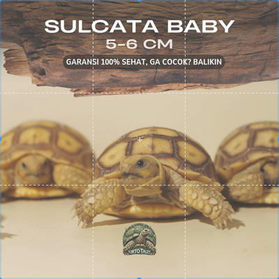 PELET MAKANAN SULCATA / SULKATA BABY GRADE A SEHAT RAKUS NO MINUS BERGARANSI
