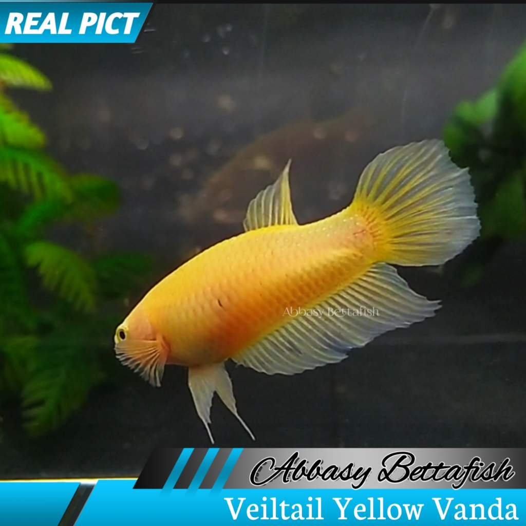 Halfmoon Veiltail Line Vanda Betina Female Real Picture