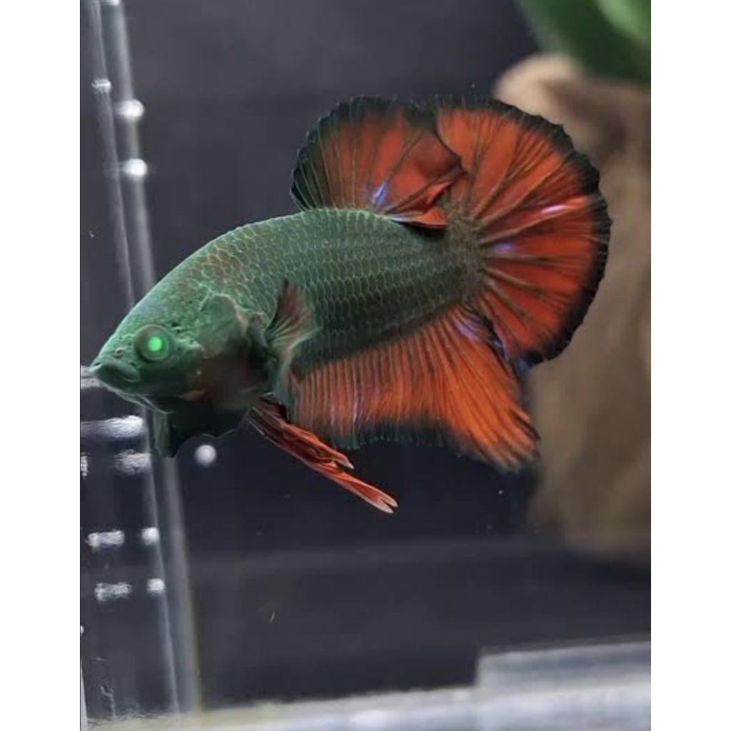 Betta fish Hulk Avatar,Vampir Jantan dan Betina