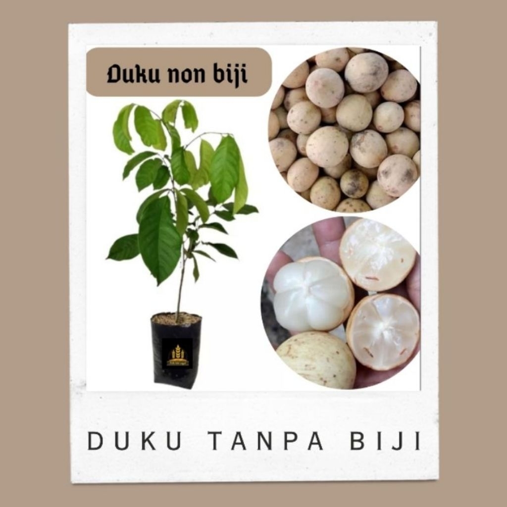 Bibit Duku Tanpa Biji Cepat Berbuah