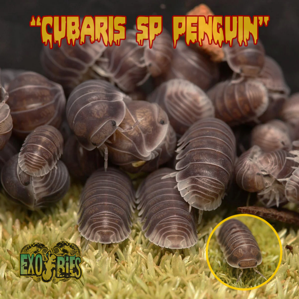 Cubaris Sp Penguin Isopod Cubaris Pengurai Bioactive Terrarium Paludarium Vivarium Konsep Forest