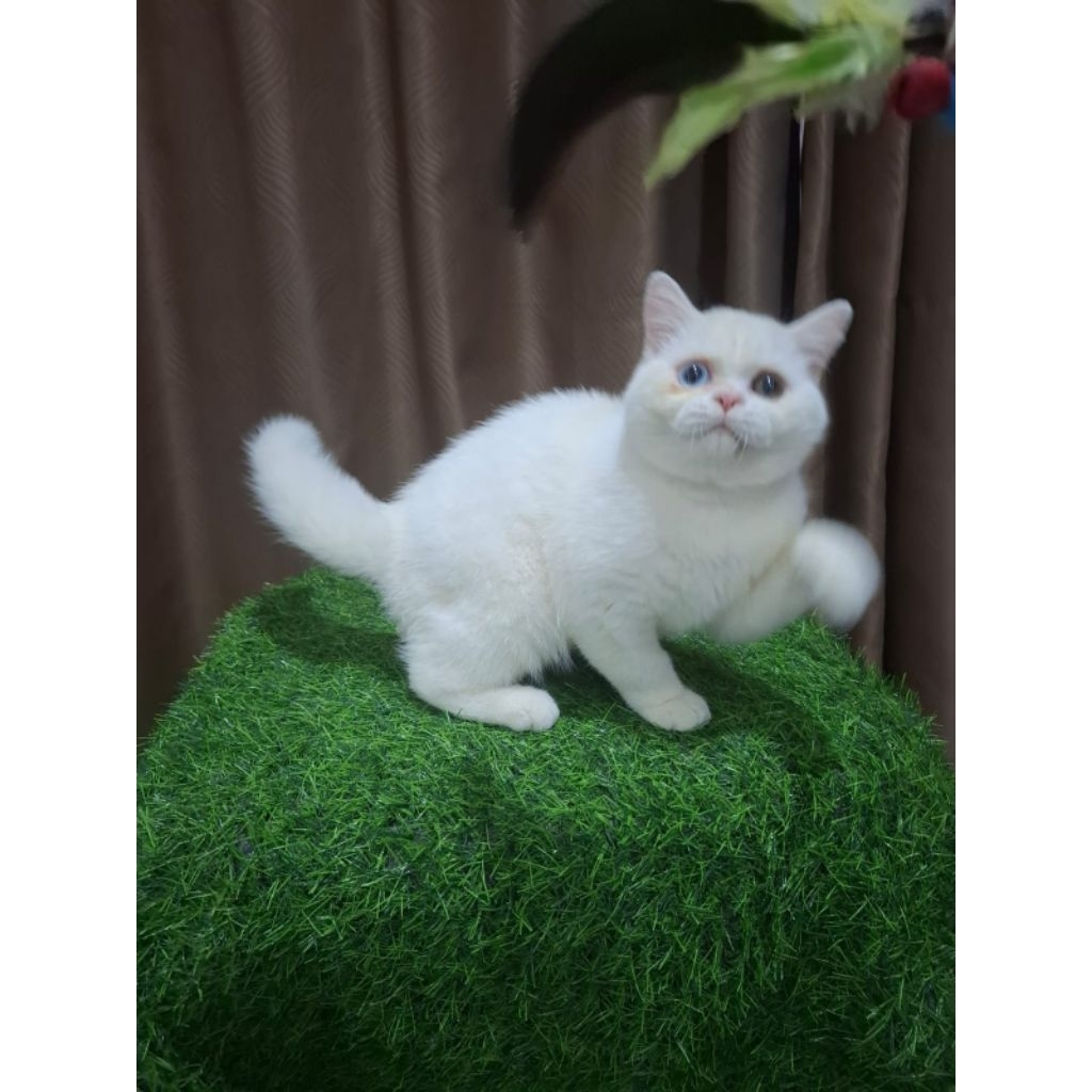 BSH betina odd eye white