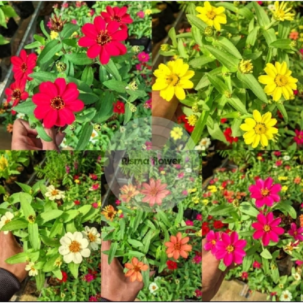 Pohon zinnia bunga kertas sudah dewasa / tanaman hias bunga zinnia bunga kertas