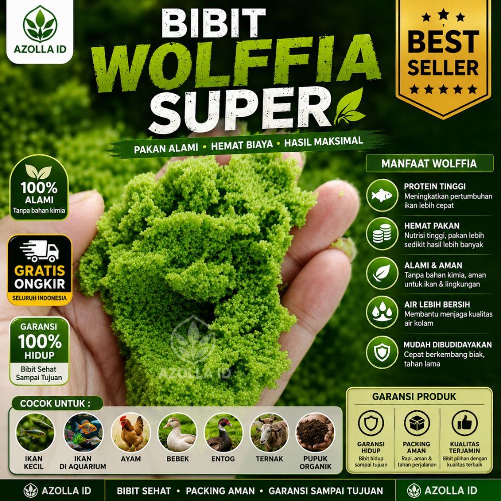 Bibit Wolffia Super 1kg  Pakan Alternatif Murah & Kaya Nutrisi