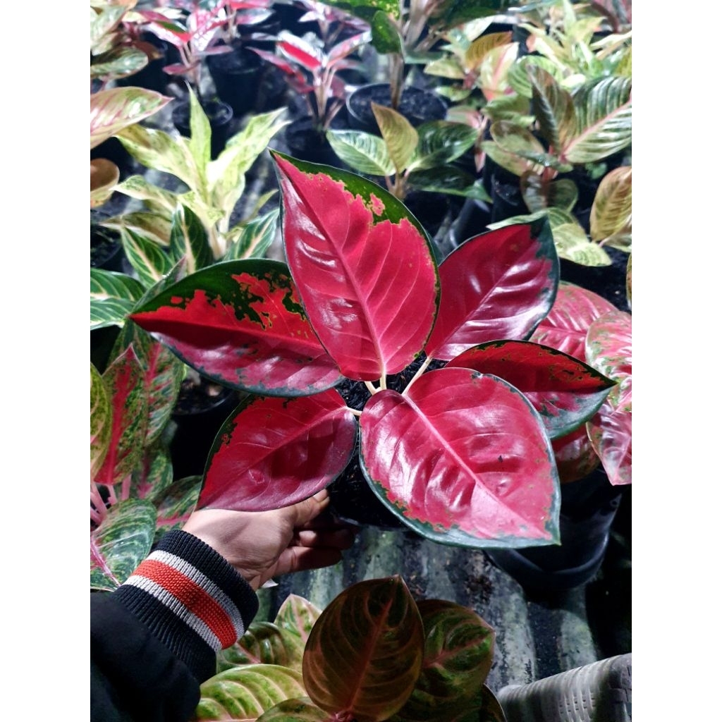 aglaonema Suksom