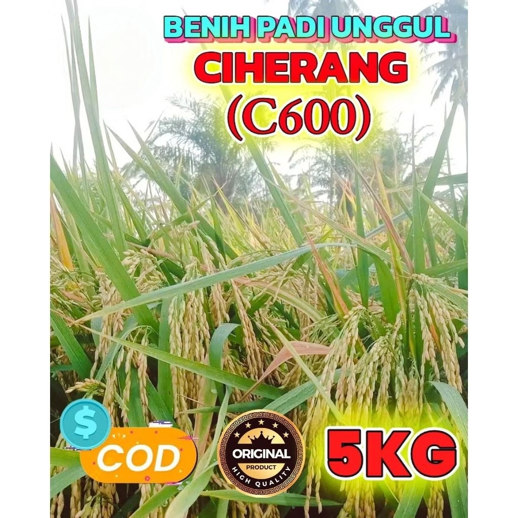 BENIH PADI CIHERANG C600 KEMASAN 5KG ORIGINAL