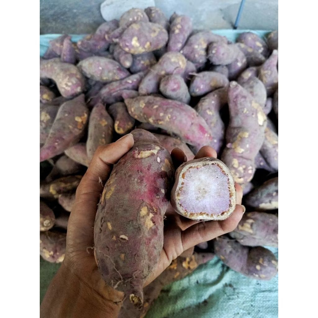 Ubi samarinda fresh 1 Kg