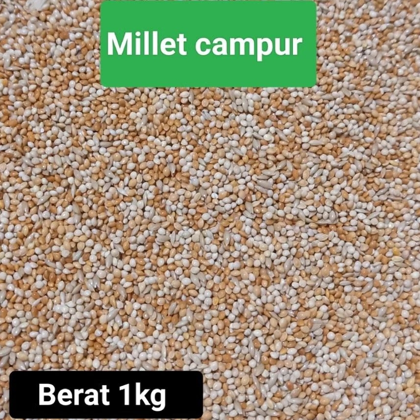 Milet Campur Lovebird Pakan Burung Kiloan