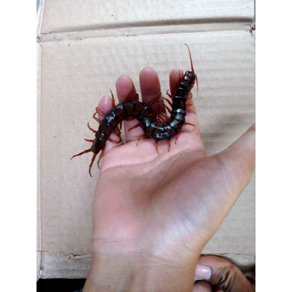 KELABANG PAKAN IKAN ARWANA 11-14 CM