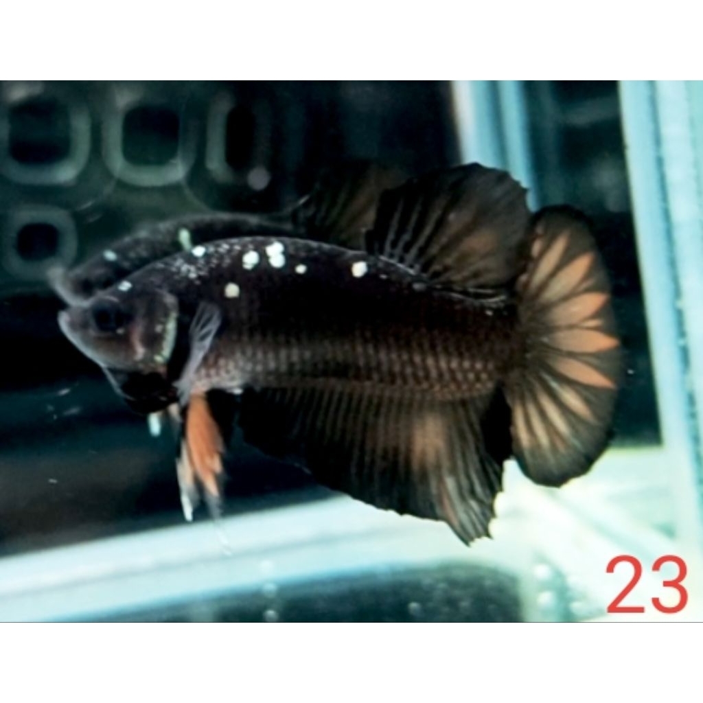 PLAKAT AVATAR COPPER NEMO