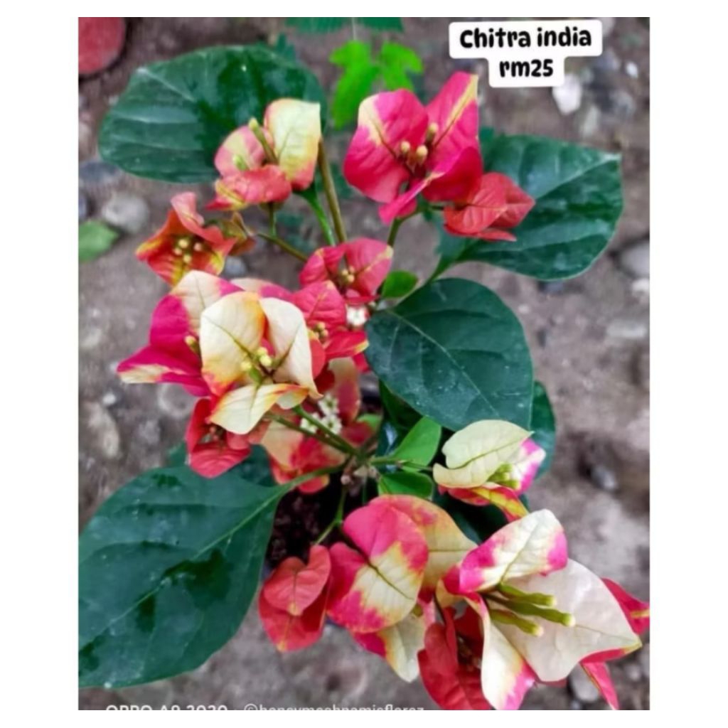 Bibit Bugenvil Citra india Original