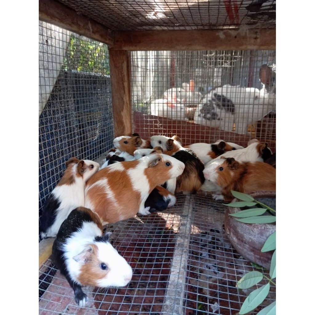 Marmut Lokal Lucu