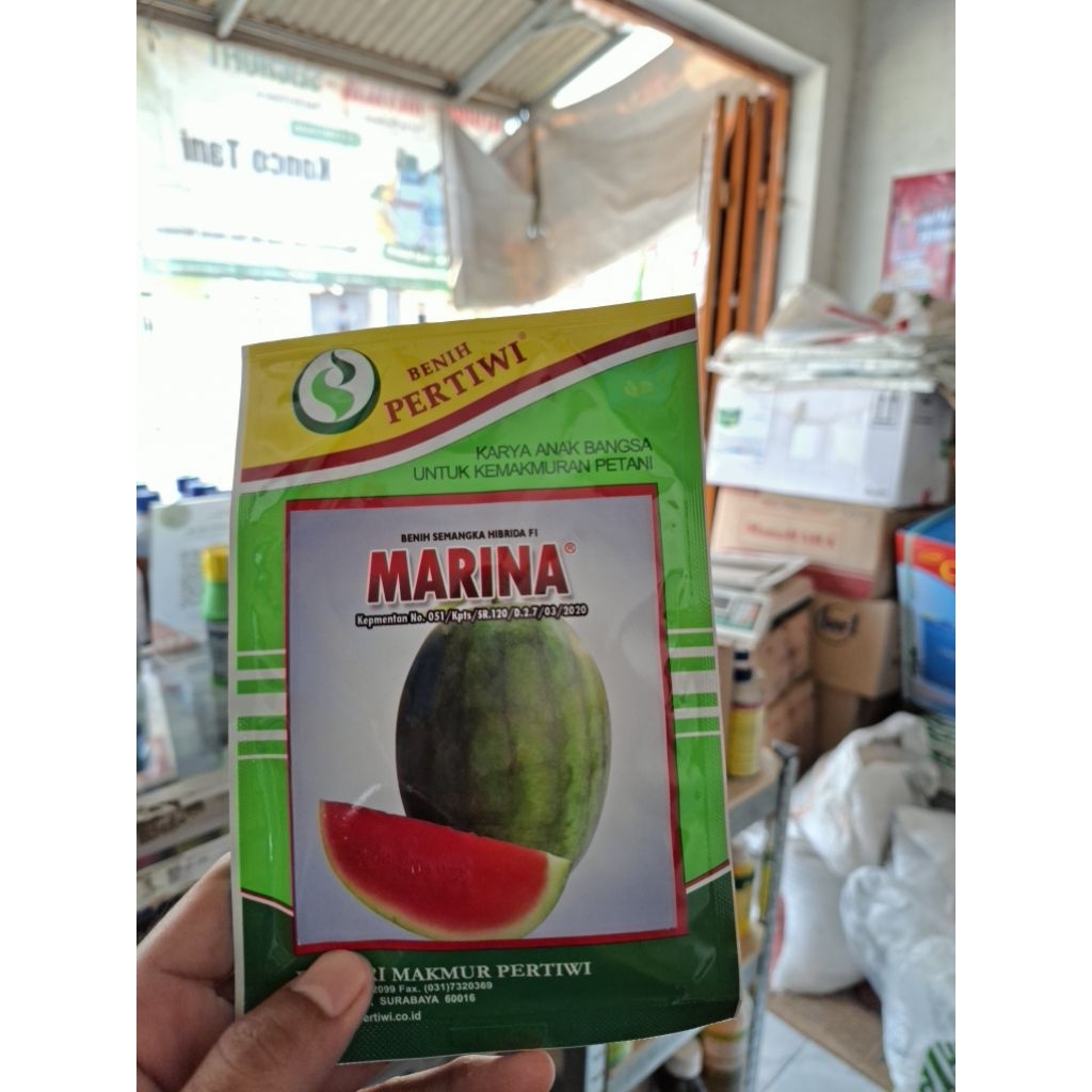 Bibit Semangka Marina F1 | Pertiwi