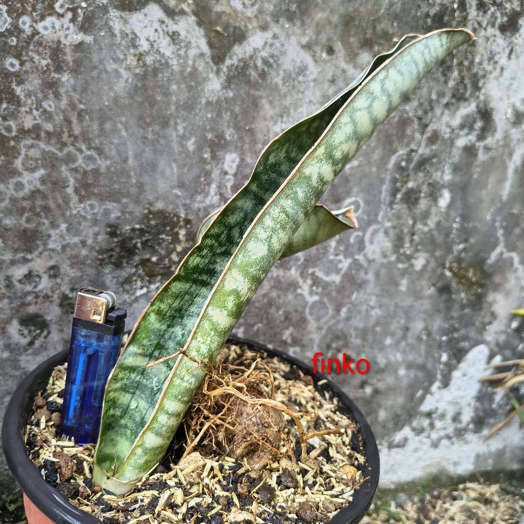 ES. 20849. sansevieria sp. Tanzania