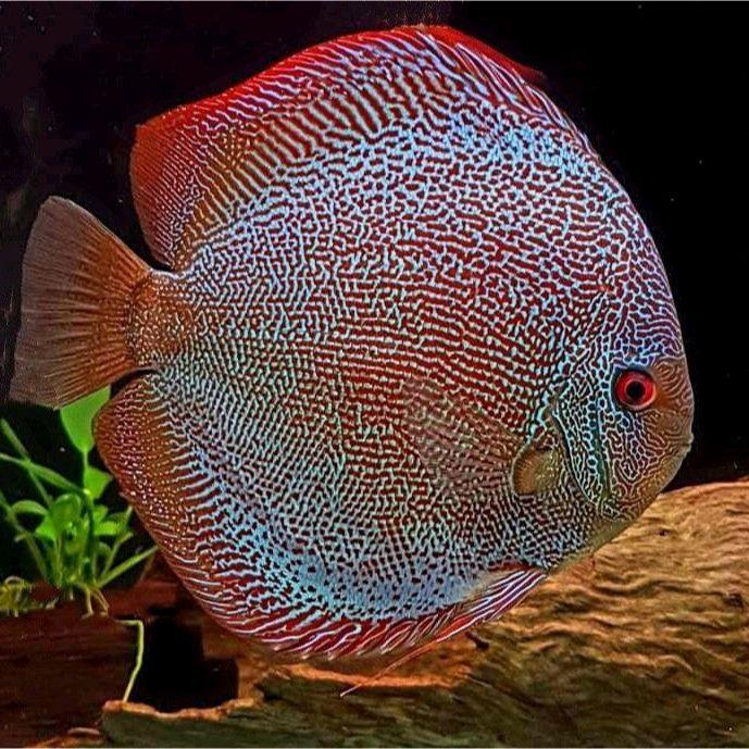 ikan discus panthera/discus pantera/ikan discus phantera