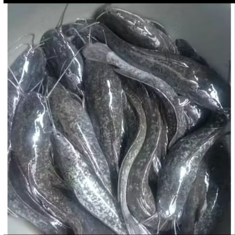 Bibit ikan lele 12-13 cm per ekor/hanya instan
