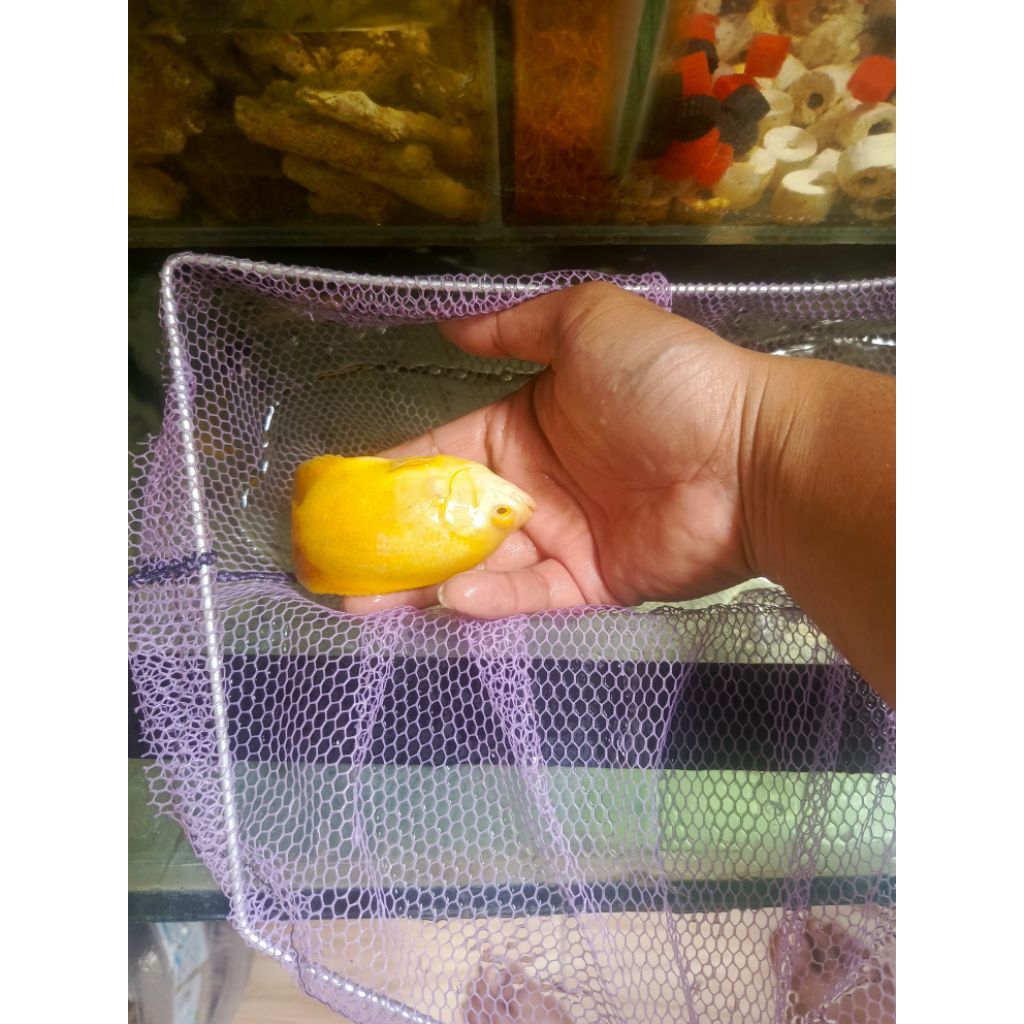oscar lemon