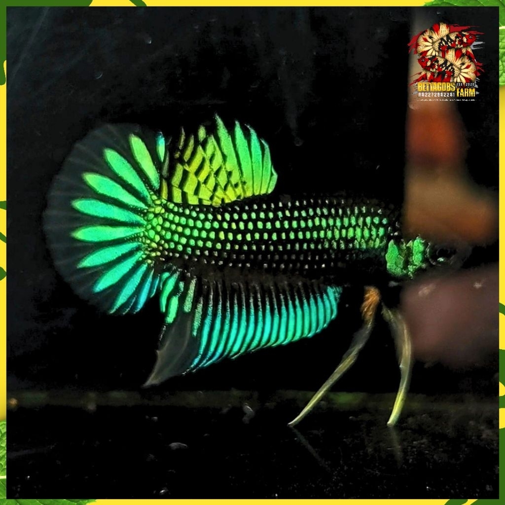 WB Imbellis Green Yellow Betta