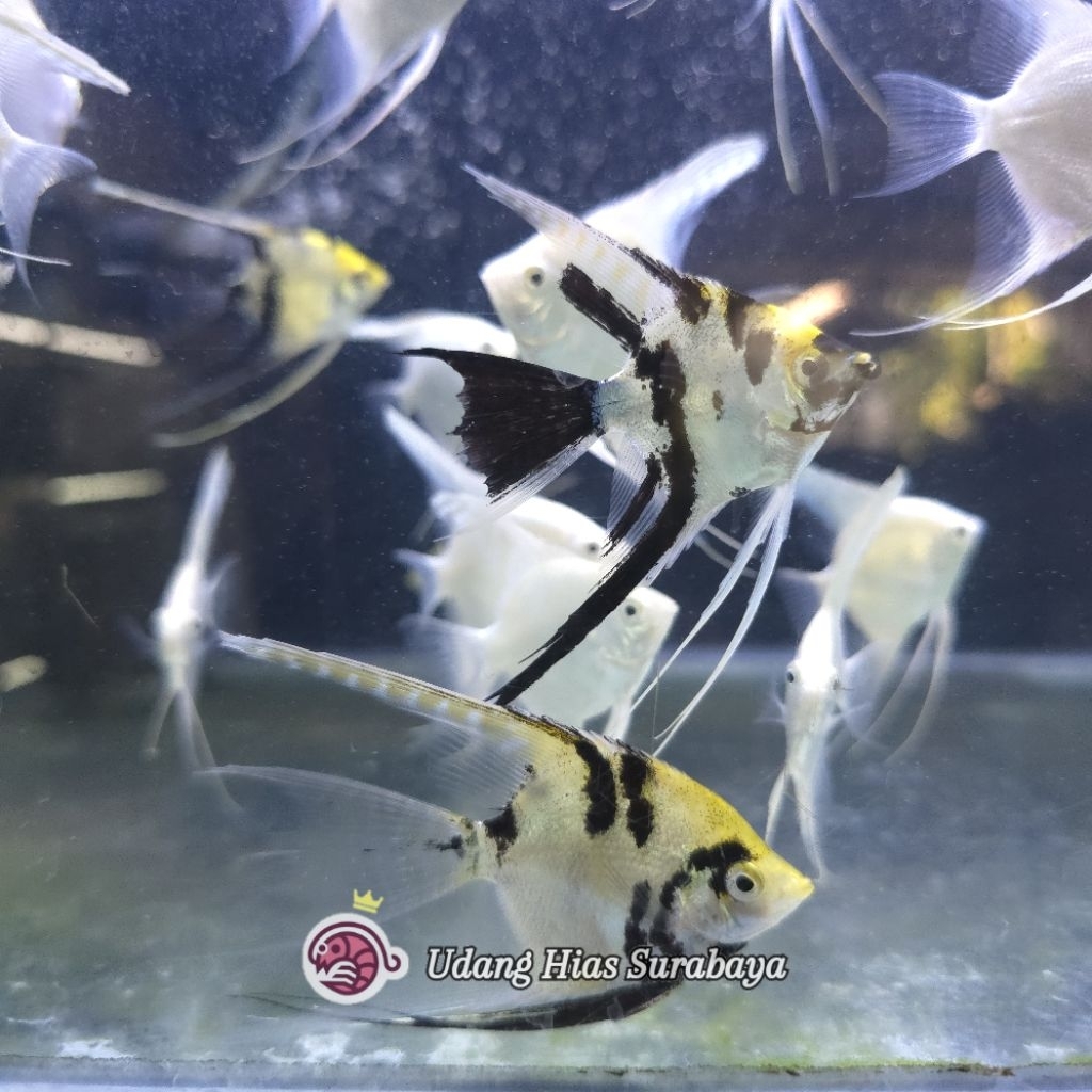 Manfish Tricolor Slayer / Ikan Hias Aquascape