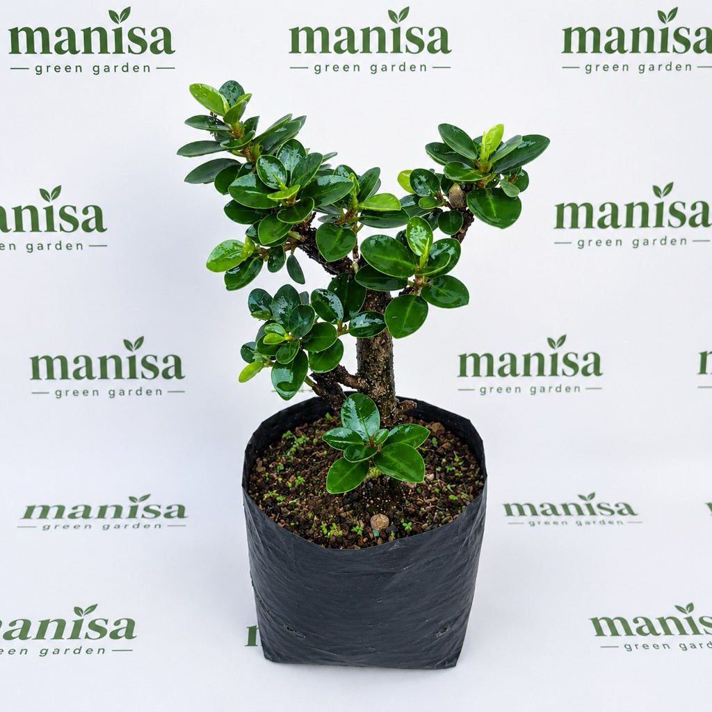 Bibit Bonsai Dolar Mikro