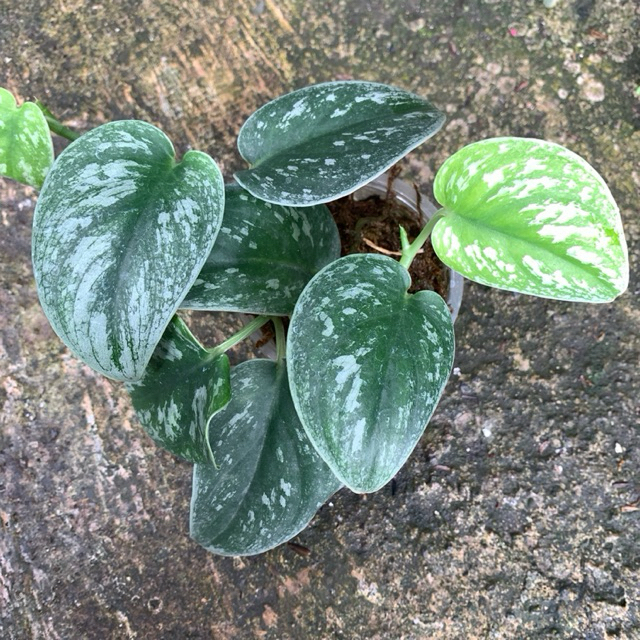 Scindapsus endemik kalimantan NOID