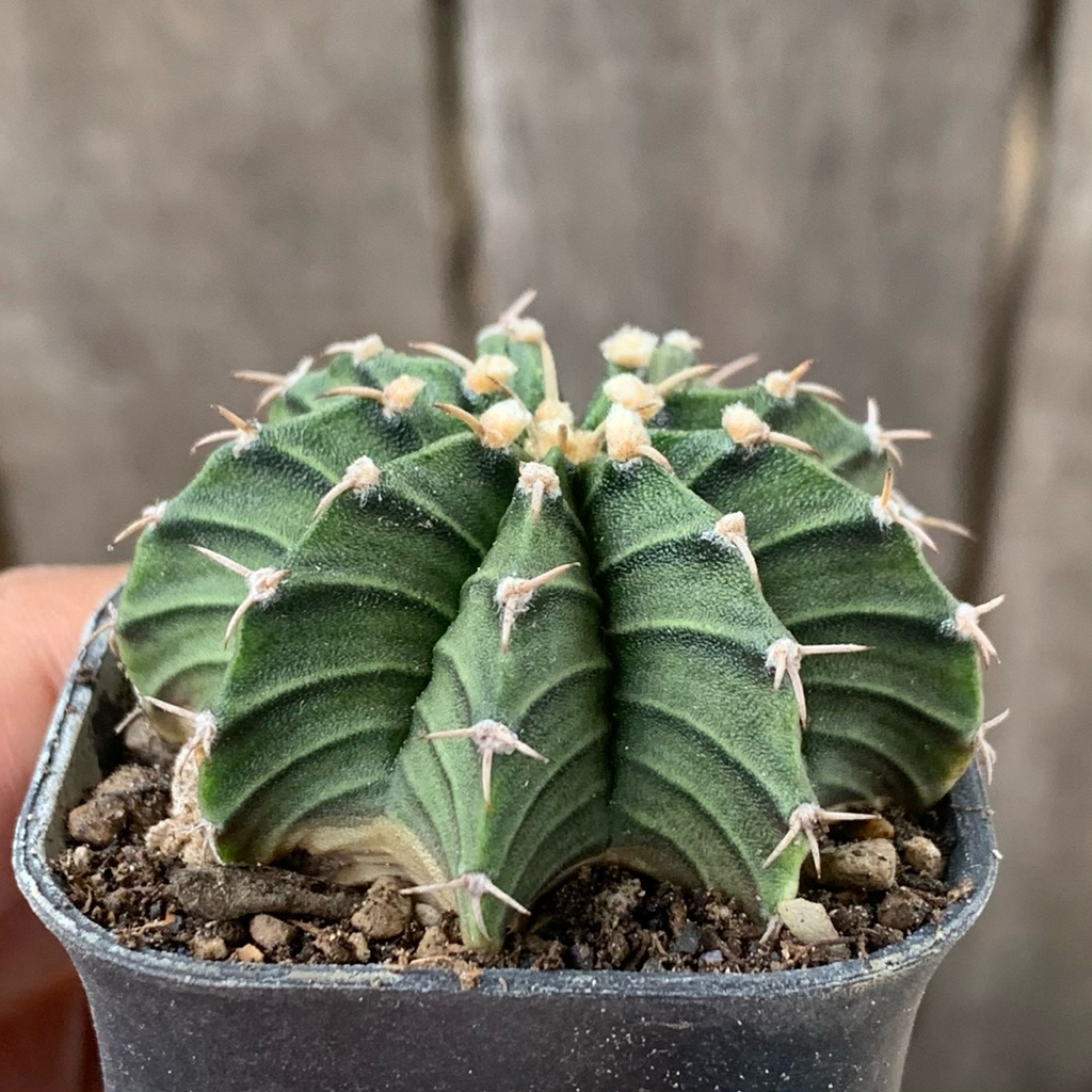 hy37 Gymnocalycium LB kaktus gymno rare black skin original ori kaktus tanaman hias langka indah hid