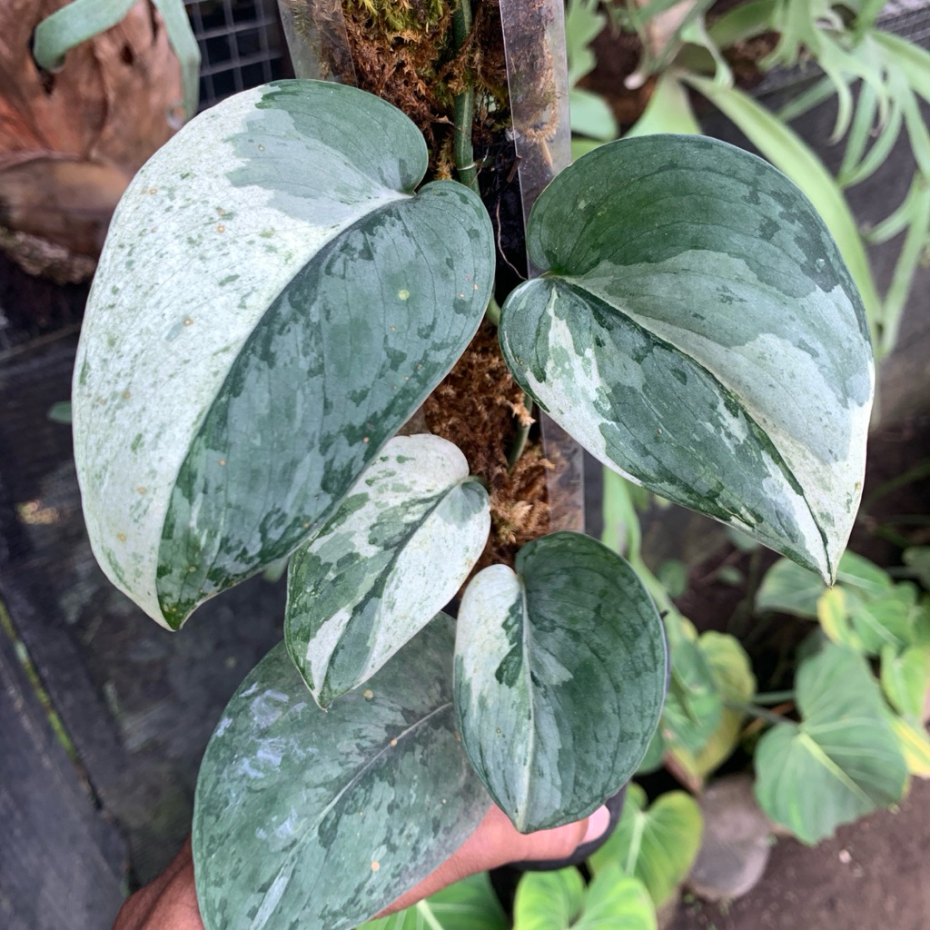 Scindapsus Silver Cloud Variegata Albo