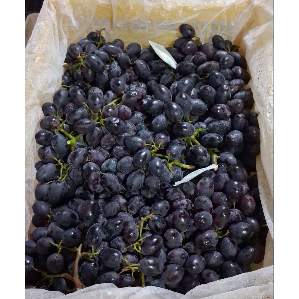 Indukbuah Buah Anggur Black Autumn China 1 Keranjang/krat