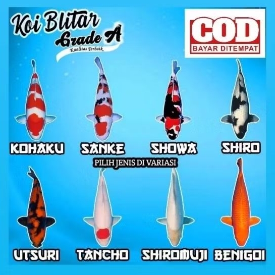 koi import berkualitas grade A+ size 15-20 cm