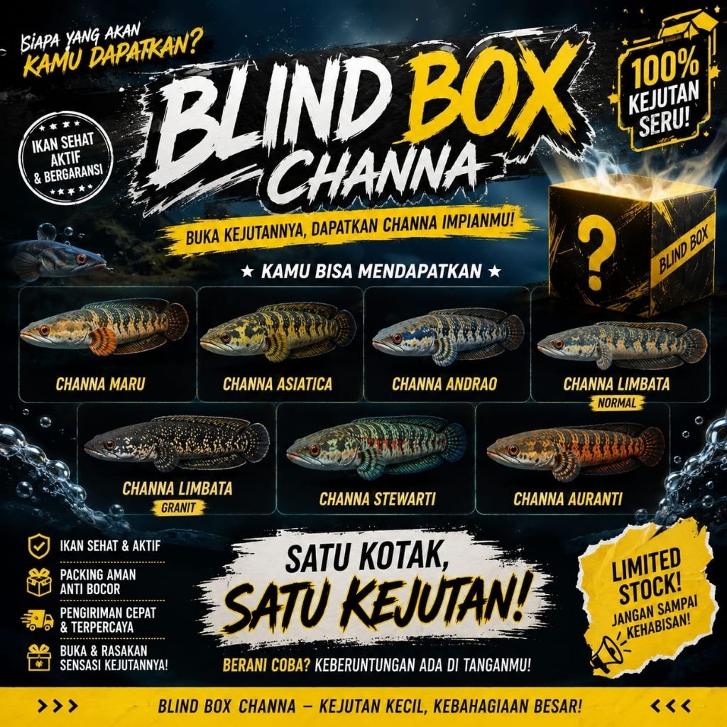 Blind Box ikan Channa