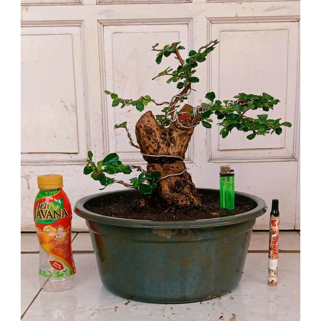 bonsai hokiantea gede prospek 270.000 akar kokoh mantap