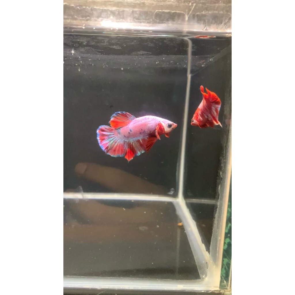 CUPANG PK NEMO CANDY & PK REDKOI