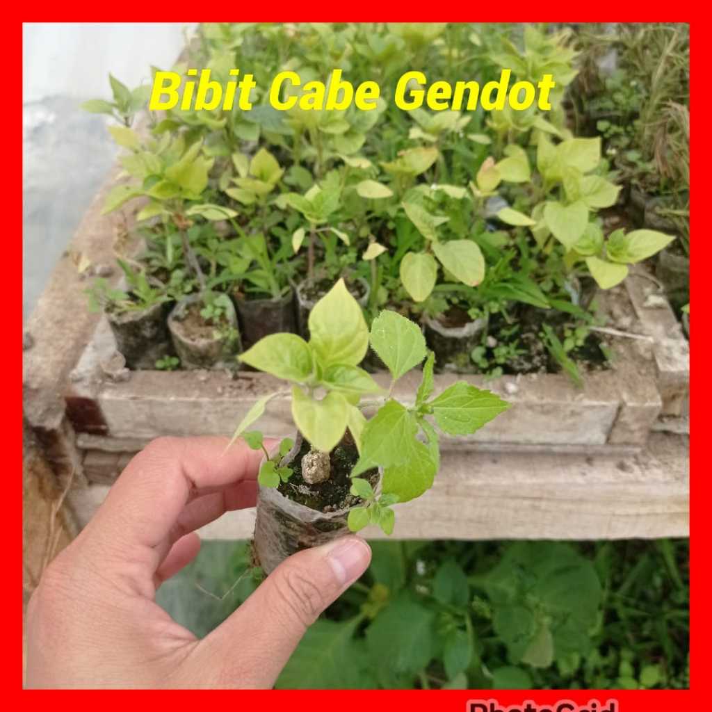 Bibit Cabe Gendot Tanaman Sayur Hijau Siap Tanam Dalam Pot Plastik