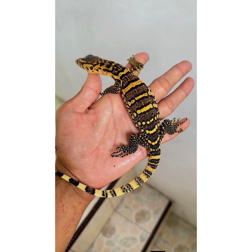 miniatur biawak Sumbawa/ mainan salvator Sumbawa/ mainan anak Salva sumba