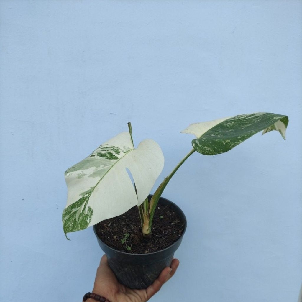 Monstera varigata dan Marmorata realpict