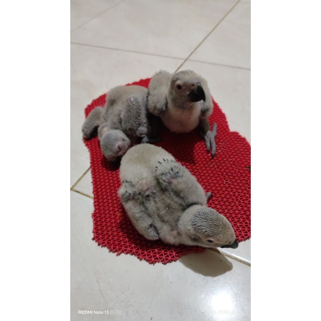 Baby African Grey / AFGREY