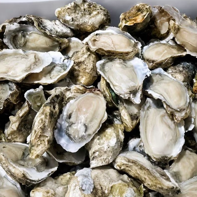 Live Oyster/Kg (Fresh Quality)