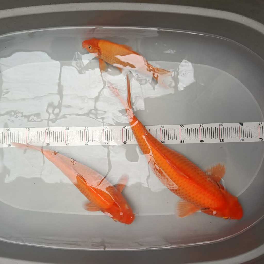 ikan koi red karasi blitar sanke ochiba showa platinum kohaku penjinak kolam bulky hq sesuai gambar 
