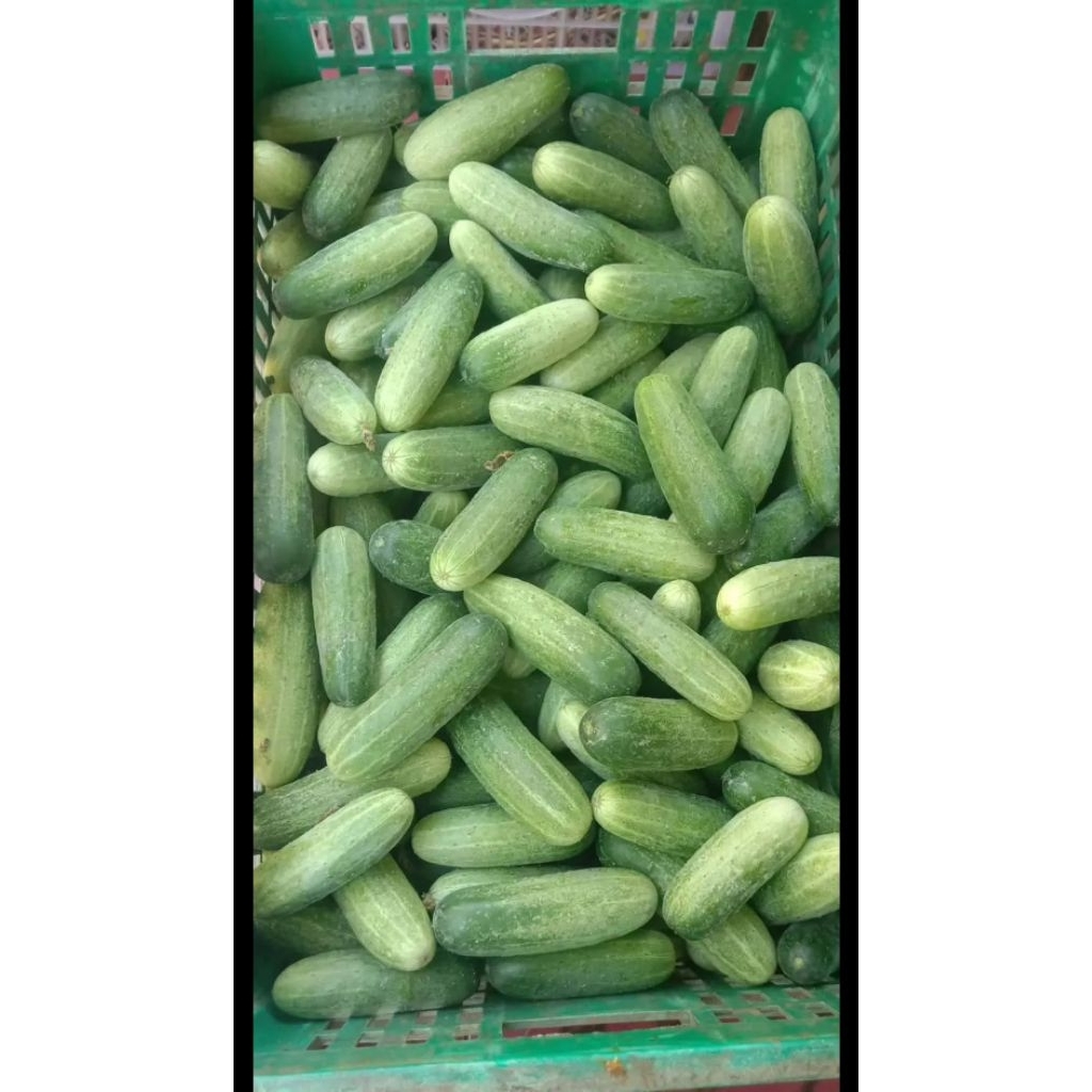 bonteng per 1 kg