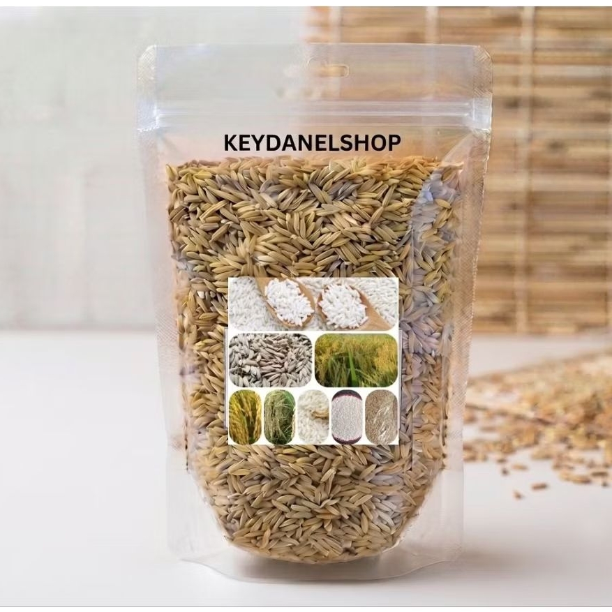 Benih padi ketan putih premium