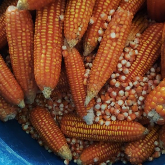jagung pipil kering, tanggung kecil pakan ayam, unggas dll
