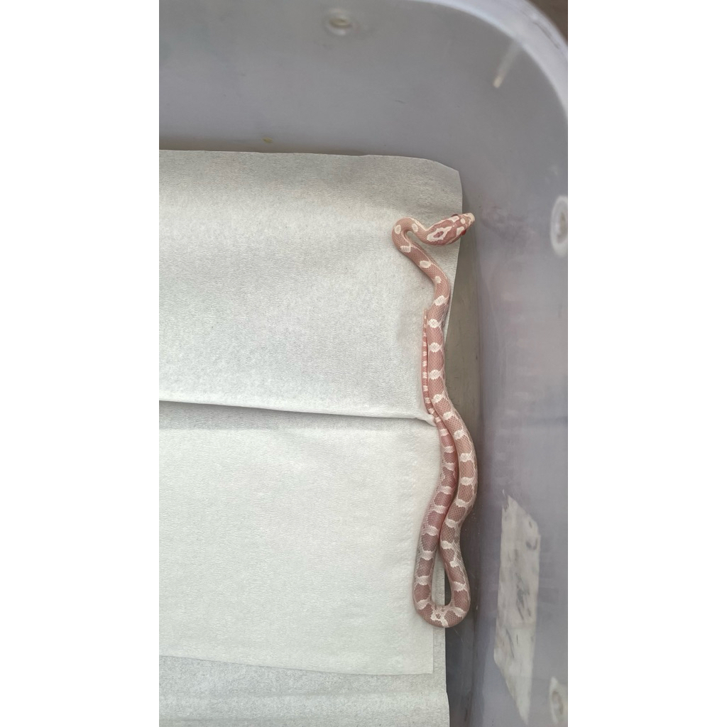 corn snake snow babby