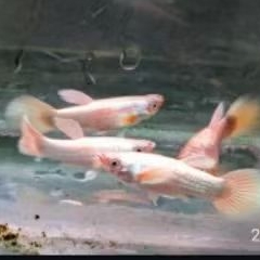 guppy full gold